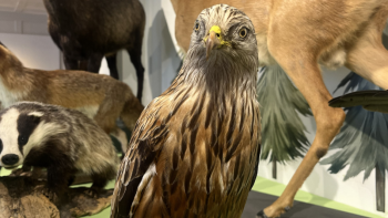 Sonderausstellung «Wild. Wald. Wir.-Wildtiere und Jagd erleben»
