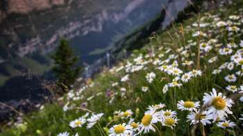 Geführte Blumenwanderung auf der Ebenalp