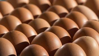 Eier| Freilandhaltung