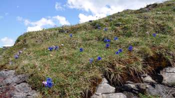 Natürlicher Alpengarten am Panoramaweg