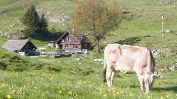 Alp Mittlere Bommen