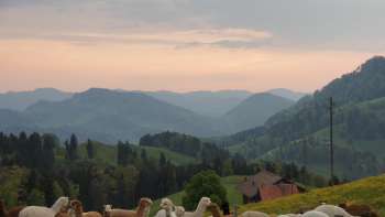 Alpaka Appenzell - Apéro und Führung
